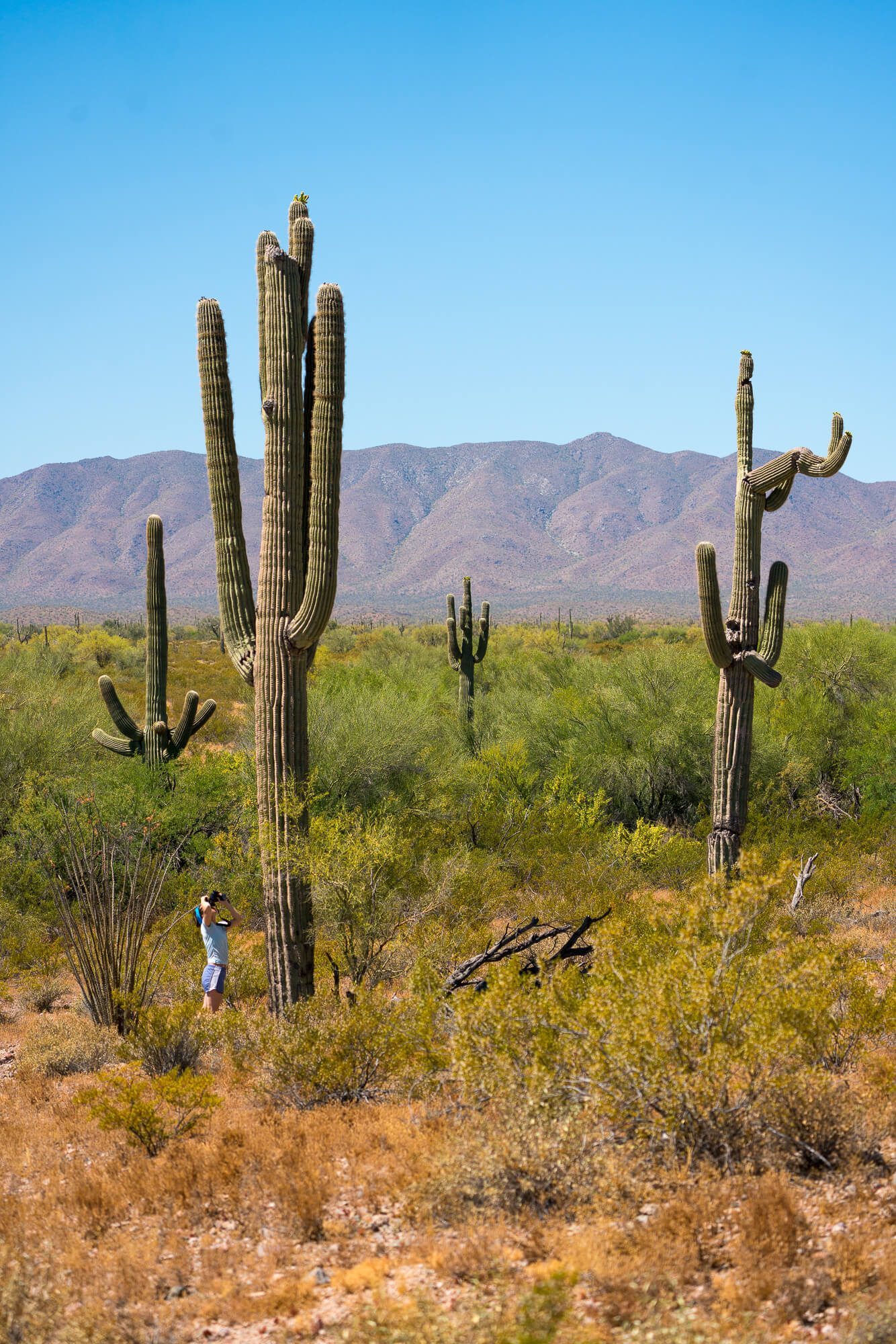 saguaro cactuses in arizona desert | photo by jake landon schwartz