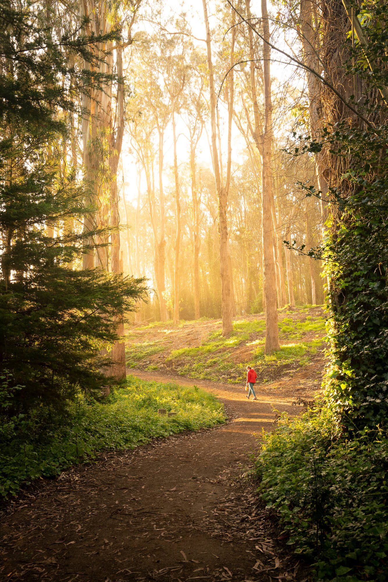 Carly Wallace walking in the Presidio in San Francisco in the morning by Jake Landon Schwartz | photo by jake landon schwartz