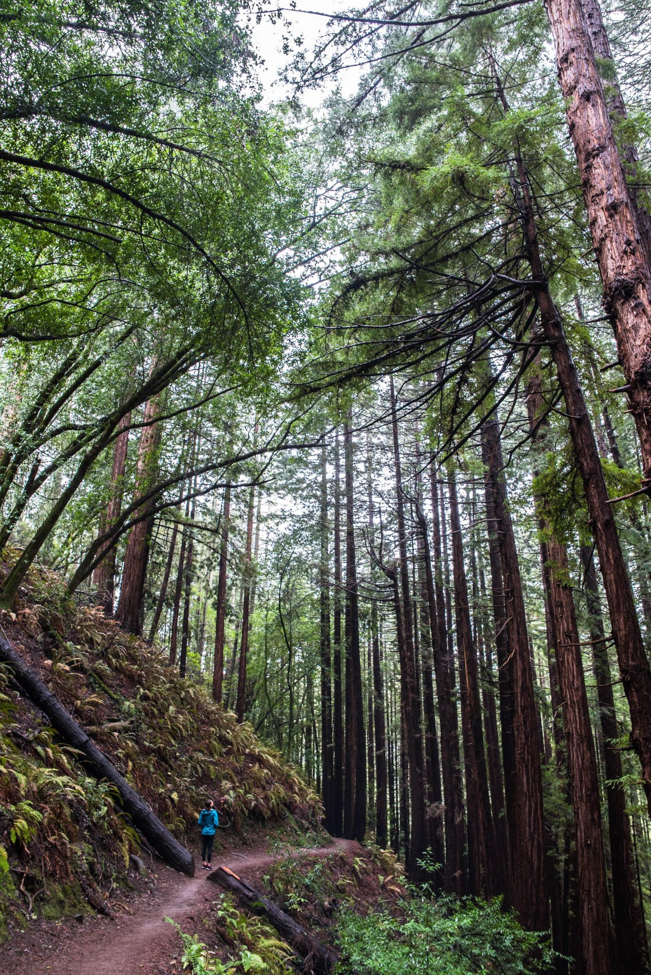 a woman walks amongst the redwoods in muir woods in mill valley near san francisco | photo by jake landon schwartz